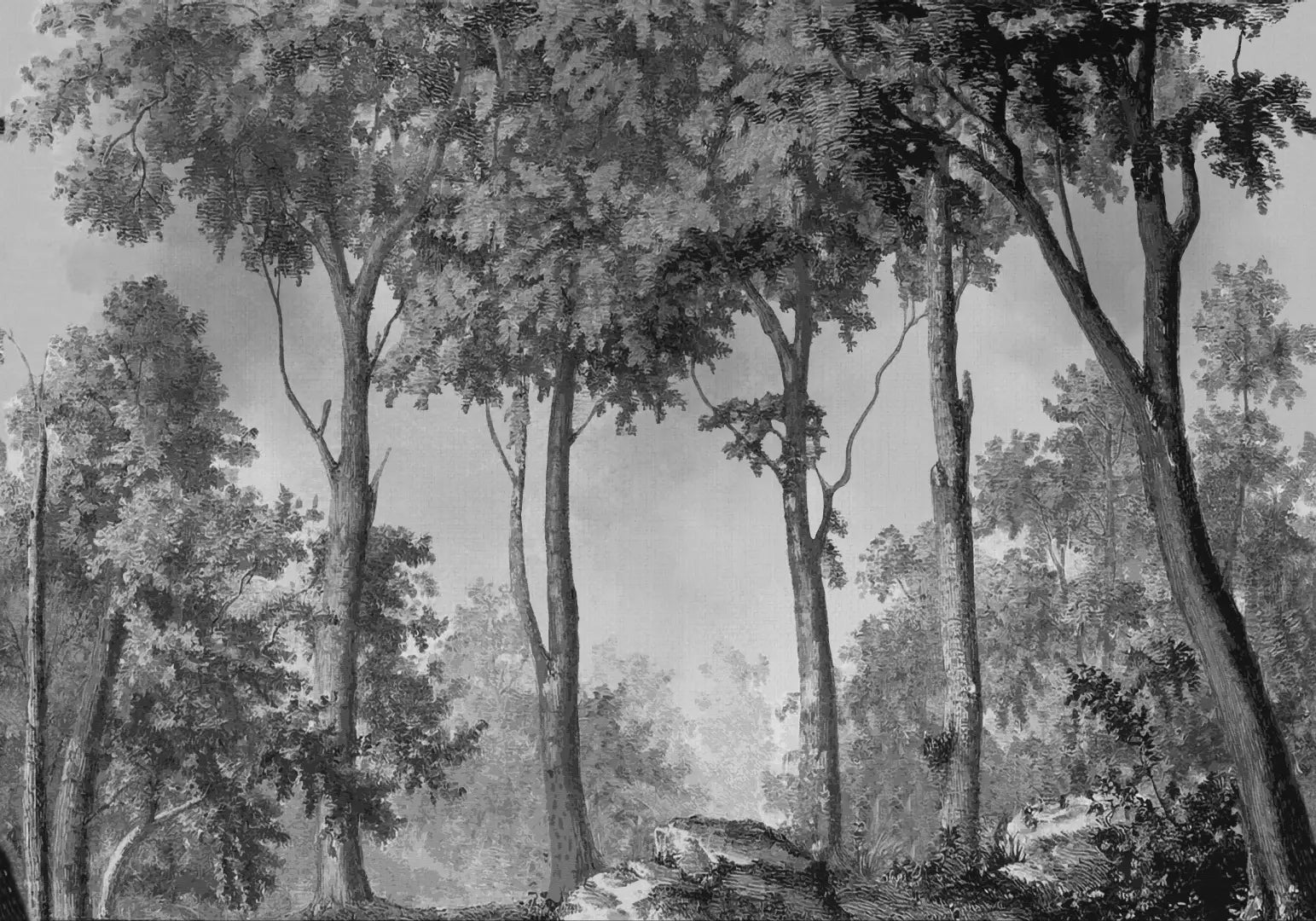 Panorama mural forestier noir et noir